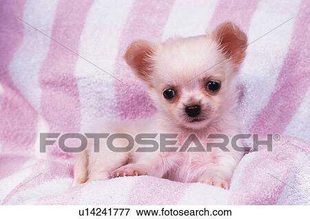 a Chihuahua, Lying on a Striped Towel, Looking Down, Front View View Large Photo Image Stock Photo - a Chihuahua, Lying on a Striped Towel, Looking Down, Front View. Fotosearch