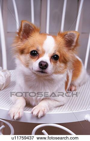 a Chihuahua, Lying on a White Chair, Looking at Camera, Front View View Large Photo Image Stock Photo - a Chihuahua, Lying on a White Chair, Looking at Camera, Front View. Fotosearch