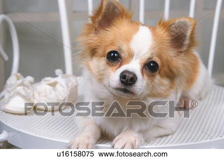 a Chihuahua, Lying on a White Chair, Looking at Camera, High Angle View View Large Photo Image Stock Photography - a Chihuahua, Lying on a White Chair, Looking at Camera, High Angle View. Fotosearch