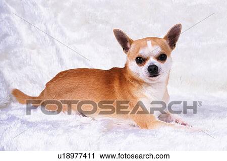 a Chihuahua, Lying on a White Fluffy Blanket, Looking at Camera, Side View View Large Photo Image Stock Image - a Chihuahua, Lying on a White Fluffy Blanket, Looking at Camera, Side View. Fotosearch