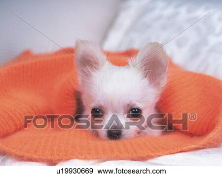 a Chihuahua, Nestled in an Orange-colored Wool Blanket, Looking Down, Front View, Differential Focus View Large Photo Image Stock Photo - a Chihuahua, Nestled in an Orange-colored Wool Blanket, Looking Down, Front View, Differential Focus. Fotosearch