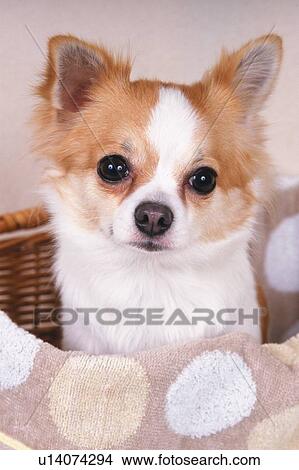 a Chihuahua Sitting in a Basket With a Dotted Towel, Looking at Camera View Large Photo Image Picture - a Chihuahua Sitting in a Basket With a Dotted Towel, Looking at Camera. Fotosearch