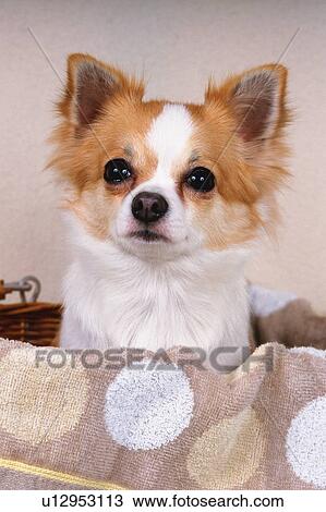 Stock Image -  a Chihuahua Sitting in a Basket With a Dotted Towel, Looking Sideways, Front View. Fotosearch