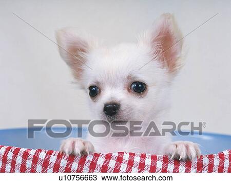 Stock Image -  a Chihuahua, Sitting in a Blue Plastic-bowl, Looking Sideways, Front View. Fotosearch