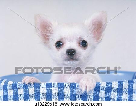 Stock Photo -  a Chihuahua, Sitting in a Blue Plastic-bowl, Looking at Camera, Front View. Fotosearch