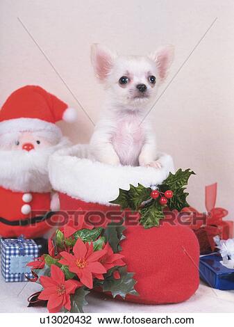 a Chihuahua, Sitting in a Santa-shoe, Surrounded in Christmas Decorations, Looking Sideways, Front View View Large Photo Image Stock Image - a Chihuahua, Sitting in a Santa-shoe, Surrounded in Christmas Decorations, Looking Sideways, Front View. Fotosearch