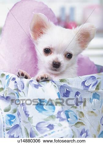 a Chihuahua, Sitting in a Flower-Printed Bag, Looking at Camera, Front View View Large Photo Image Stock Photograph - a Chihuahua, Sitting in a Flower-Printed Bag, Looking at Camera, Front View. Fotosearch