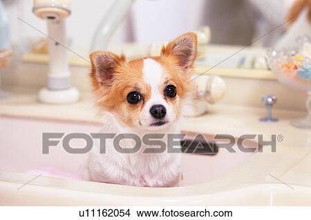 Picture -  a Chihuahua, Sitting in a Wash-basin, Looking at Camera, Side View. Fotosearch
