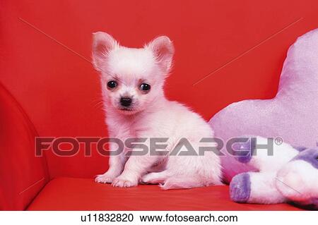 Stock Image -  a Chihuahua, Sitting on a Red Couch, Looking at Camera, Side Vie. Fotosearch
