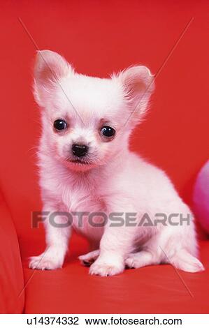 Stock Image -  a Chihuahua, Sitting on a Red Couch, Looking Sideways, Front View. Fotosearch