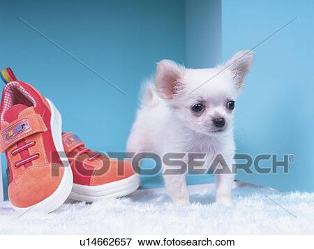 Stock Photo -  a Chihuahua Standing Next to a Red Pair of Shoes, Looking Sideways, Side View. Fotosearch