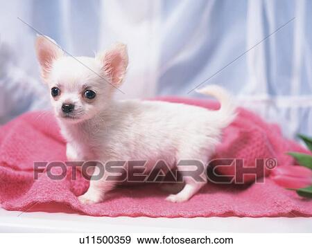 Stock Photo -  a Chihuahua, Standing on a Pink Blanket, Looking at Camera, Side View, Differential Focus. Fotosearch