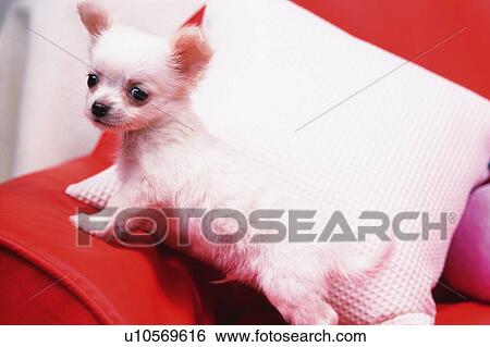 a Chihuahua, Standing on a Red Couch, Looking at Camera, High Angle View View Large Photo Image Stock Photograph - a Chihuahua, Standing on a Red Couch, Looking at Camera, High Angle View. Fotosearch