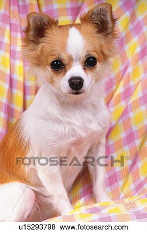 Stock Photo -  a Chihuahua, Surrounded By a Checkered Blanket, Looking at Camera, Front View. Fotosearch