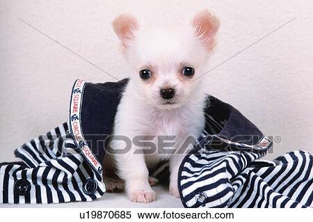 a Chihuahua, Surrounded By a Striped Blanket, Looking Down, Front View View Large Photo Image Stock Photography - a Chihuahua, Surrounded By a Striped Blanket, Looking Down, Front View. Fotosearch