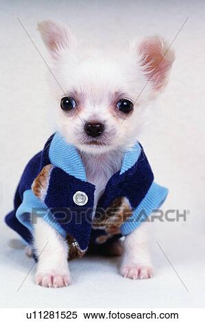 a Chihuahua, Wearing a Blue-colored Dog-suite, Looking Sideways, Front View View Large Photo Image Stock Photography - a Chihuahua, Wearing a Blue-colored Dog-suite, Looking Sideways, Front View. Fotosearch