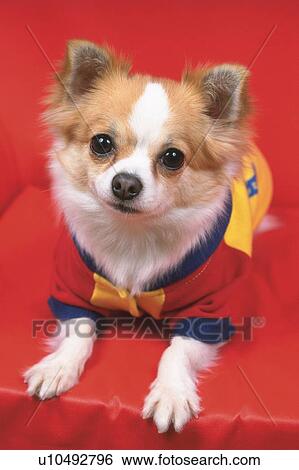 a Chihuahua, Wearing a Dog-suite and Lying on a Red Couch, Looking Up, Front View View Large Photo Image Stock Photograph - a Chihuahua, Wearing a Dog-suite and Lying on a Red Couch, Looking Up, Front View. Fotosearch