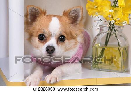 a Chihuahua Wearing a Pink-colored Dog-Suit, Lying Next to a Vase, Looking Sideways, Front View View Large Photo Image Stock Photo - a Chihuahua Wearing a Pink-colored Dog-Suit, Lying Next to a Vase, Looking Sideways, Front View. Fotosearch