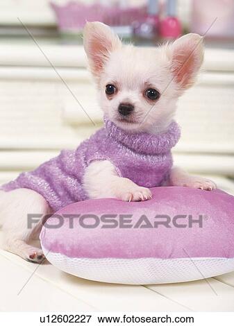 a Chihuahua, Wearing a Purple Dog-suite, Resting on a Purple Cushion, Looking Sideways, Side View View Large Photo Image Stock Photo - a Chihuahua, Wearing a Purple Dog-suite, Resting on a Purple Cushion, Looking Sideways, Side View. Fotosearch