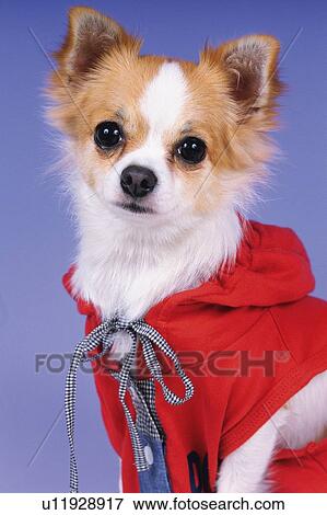 Stock Photo -  a Chihuahua, Wearing a Red Dog-suite, Looking at Camera, Side View. Fotosearch