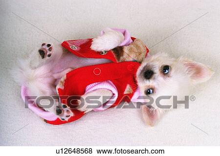 a Chihuahua, Wearing a Red Dog-suite Lying on his Back, Looking at Camera, High Angle View, Side View View Large Photo Image Stock Photo - a Chihuahua, Wearing a Red Dog-suite Lying on his Back, Looking at Camera, High Angle View, Side View. Fotosearch