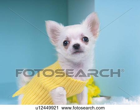 Stock Image -  a Chihuahua, wearing a Yellow Dog-suit, Looking Sideways, Side View. Fotosearch