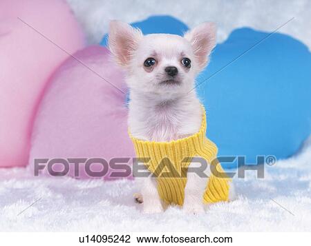 Stock Image -  a Chihuahua, Wearing a Yellow Dog-suite, Looking Up, Front View. Fotosearch