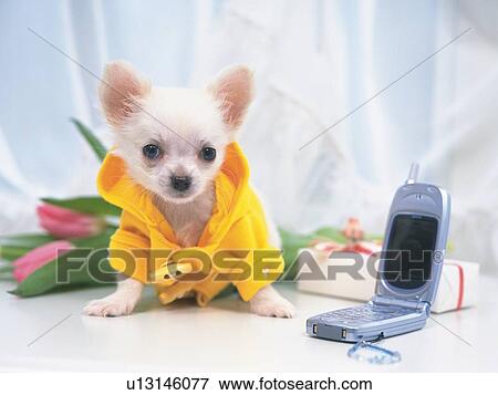 a Chihuahua, Wearing a Yellow Dog-suit, Standing on a Table, Looking at Camera, Front View View Large Photo Image Stock Photo - a Chihuahua, Wearing a Yellow Dog-suit, Standing on a Table, Looking at Camera, Front View. Fotosearch