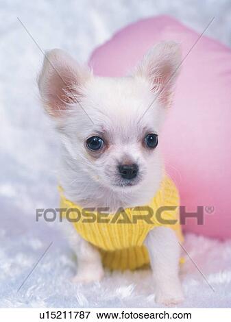 Stock Photo -  a Chihuahua, Wearing a Yellow Dog-suit, Standing on a White Fluffy Carpet, Looking at Camera, High Angle View. Fotosearch