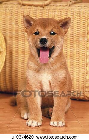 a Crossbreed Dog, His Tongue Out, Sitting In Front of a Creel Suitcase, Looking at Camera, Front View View Large Photo Image Stock Image - a Crossbreed Dog, His Tongue Out, Sitting In Front of a Creel Suitcase, Looking at Camera, Front View. Fotosearch