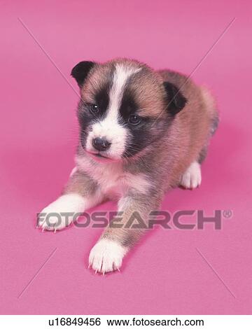 Stock Photograph -  a Crossbreed Dog in a Pink Backround Looking Sideways, Side View, High Angle View. Fotosearch