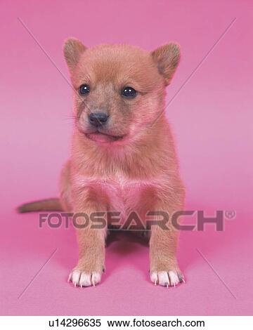 Stock Photography -  a Crossbreed Dog Looking Sideways, Toned Image, Circular Strobe. Fotosearch