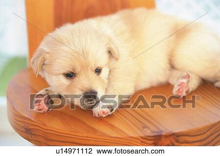 a Crossbreed Dog, Lying on a Wooden Chair Looking Sideways, High Angle View View Large Photo Image Stock Image - a Crossbreed Dog, Lying on a Wooden Chair Looking Sideways, High Angle View. Fotosearch