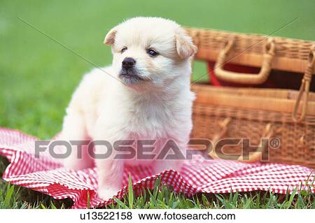 Stock Photo -  a Crossbreed Dog Standing on a Red Blanket in the Grass, Looking Sideways, Side View. Fotosearch