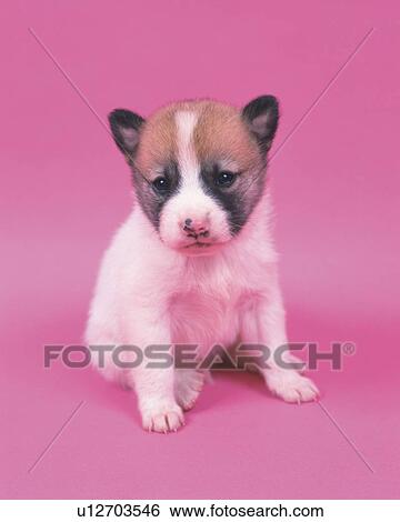 a Crossbreed Dog With a Pink-colored Backround, Looking Down, Front View View Large Photo Image Stock Photograph - a Crossbreed Dog With a Pink-colored Backround, Looking Down, Front View. Fotosearch
