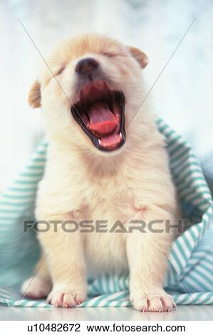 a Dog Covered in a Striped Blanket, Yawning, Front View View Large Photo Image Stock Image - a Dog Covered in a Striped Blanket, Yawning, Front View. Fotosearch