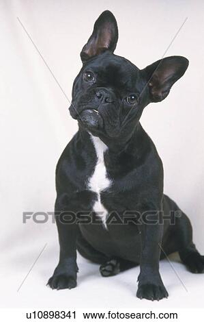 Stock Image -  a French Bulldog, Sitting on a White Blanket, Looking Sideways, Front View. Fotosearch