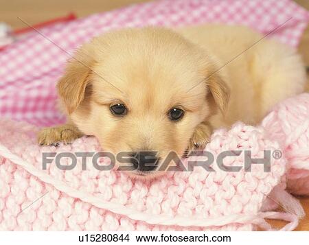 Picture -  a Golden Retriever, Resting his Head on Some Pink-colored Wool, Front View, Differential Focus. Fotosearch