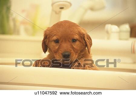 Stock Image -  a Golden Retriever, Sitting in a Wash-basin, Looking at Camera, Front View. Fotosearch