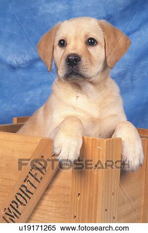 Stock Photography -  a Golden Retriever Sitting in a Wooden Box, Looking Sideways, Front View. Fotosearch