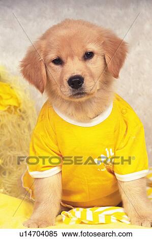 Stock Photography -  a Golden Retriever, Wearing a Yellow T-Shirt, Looking at Camera, Front View. Fotosearch