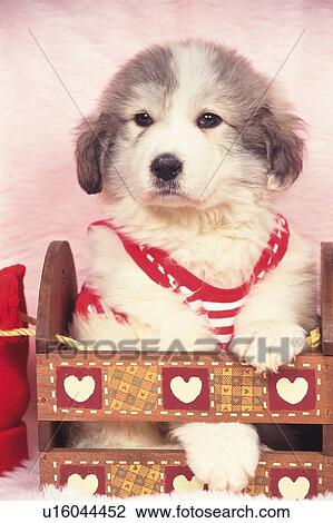 Stock Image -  a Great Pyrenees, Sitting in a Wooden Box, Looking Sideways, Front View. Fotosearch