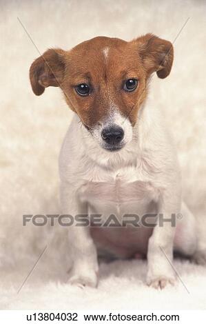 a Jack Russell Terrier, Standing on a White Fluffy Carpet, Looking Sideways, Front View View Large Photo Image Stock Image - a Jack Russell Terrier, Standing on a White Fluffy Carpet, Looking Sideways, Front View. Fotosearch