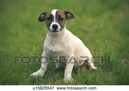 Stock Photo -  a Jack Russell Terrier, Standing On the Grass, Looking at Camera, Front View. Fotosearch