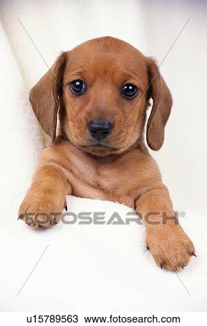 Stock Image -  a Miniature Dachshund, Covered in a White Towel, Looking at Camera, Front View. Fotosearch