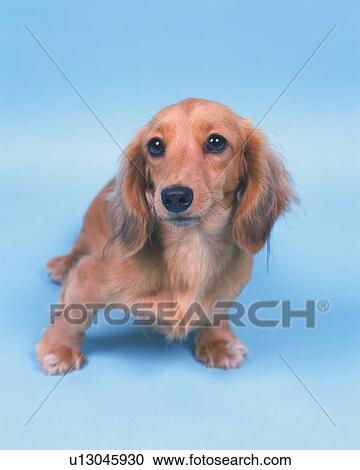 a Miniature Dachshund in a Light-blue Backround, Looking Sideways, Front View View Large Photo Image Stock Image - a Miniature Dachshund in a Light-blue Backround, Looking Sideways, Front View. Fotosearch