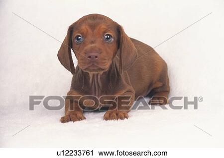 Stock Image -  a Miniature Dachshund Standing on a White Carpet, Looking at Camera, Front View. Fotosearch