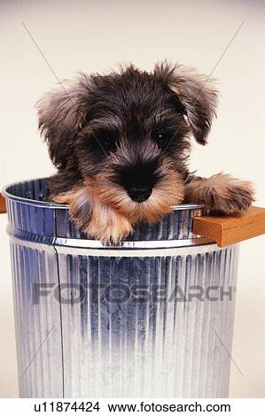 Picture -  a Miniature Schnauzer in a Silvern Bucket, Front View. Fotosearch