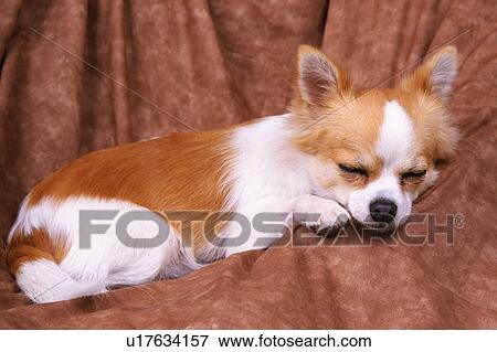 Stock Photo -  a Sleeping Chihuahua, Lying on a Brown-colored Couch, Side View. Fotosearch
