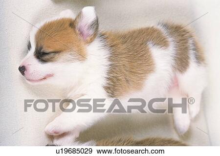 Stock Photo -  a Sleeping Welsh Corgi, Lying on a White Blanket, High Angle View. Fotosearch